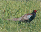 和束町の鳥：きじ Town bird: pheasant(kiji)
