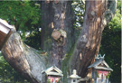 八坂神社の大杉