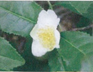 和束町の花：茶の花 Town flower : tea flower(Cha no hana)
